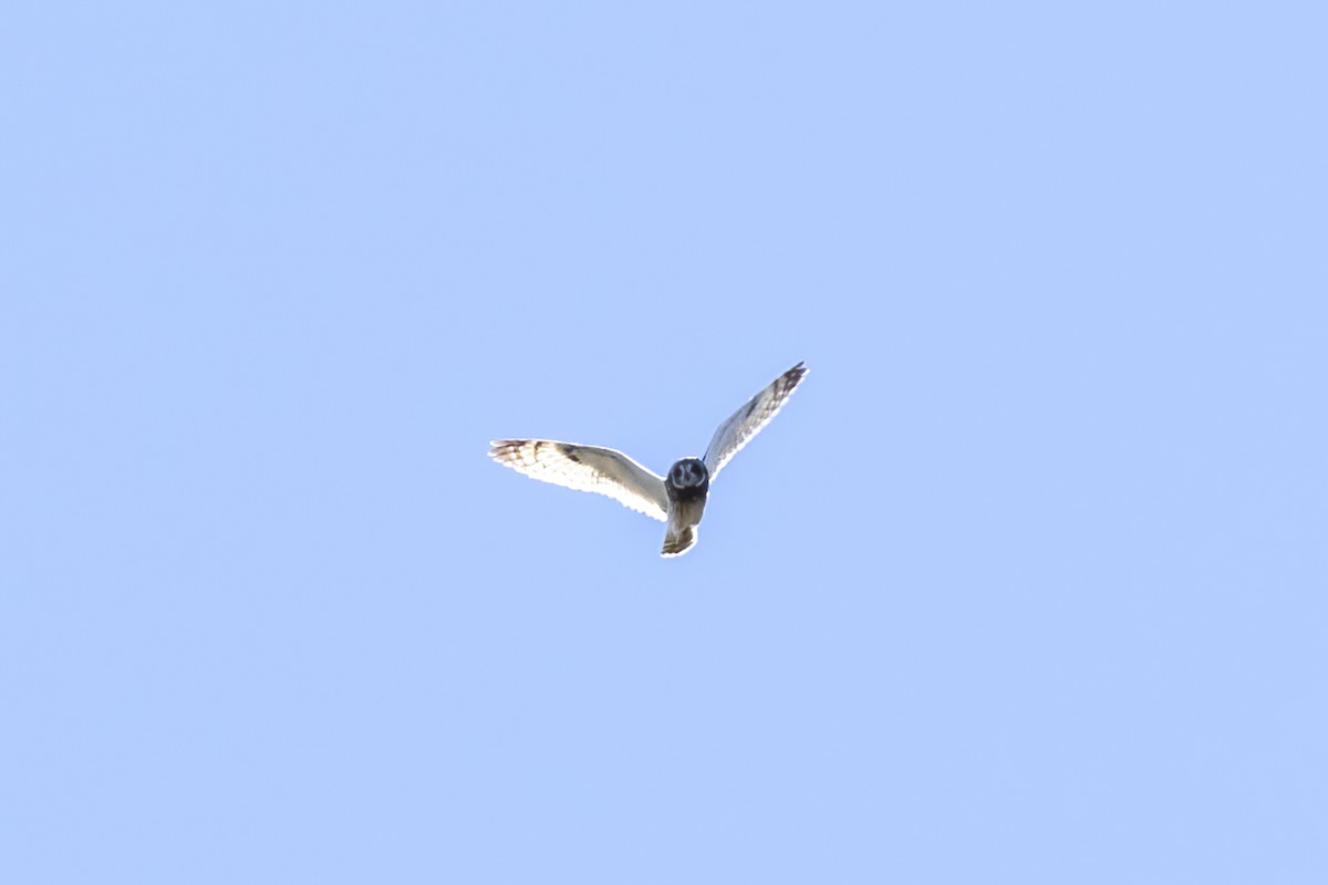 Болотная сова (sandwichensis) - ML617084605