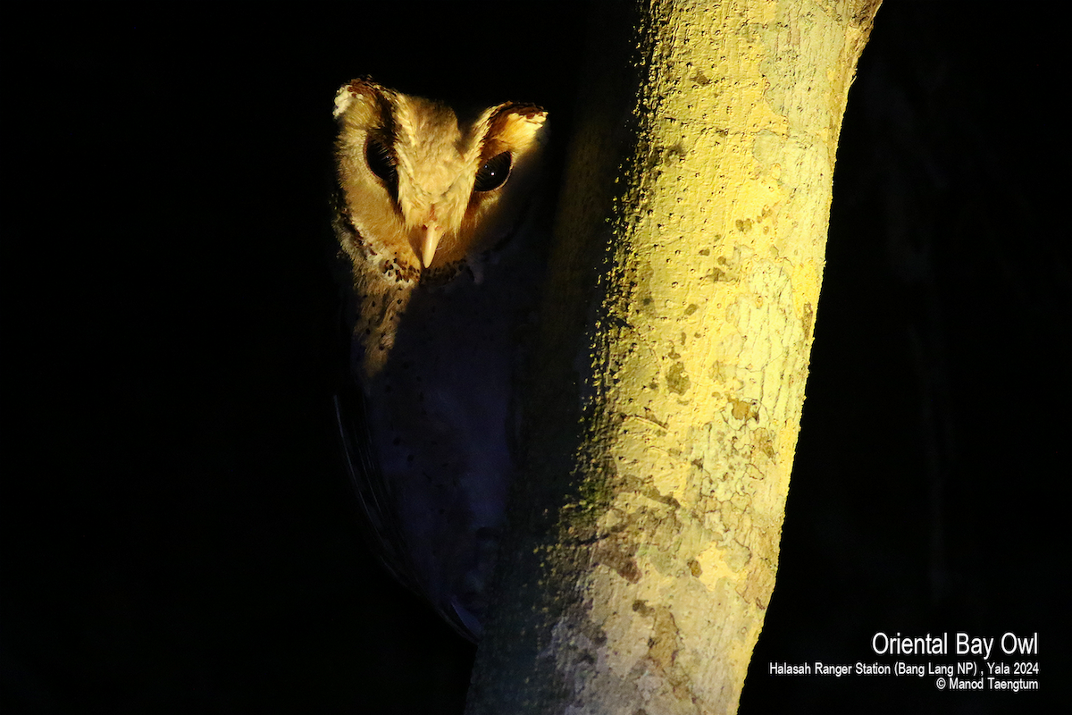 Oriental Bay-Owl - Manod Taengtum