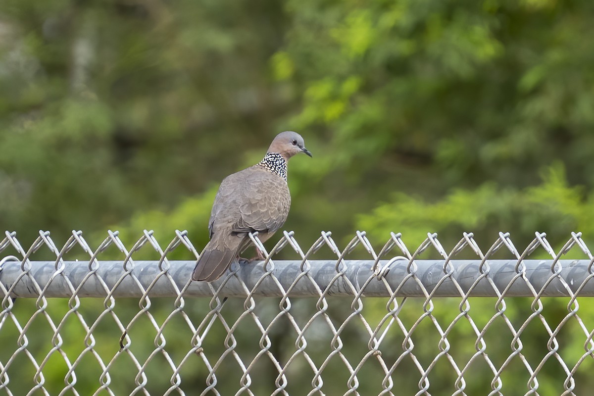 Spotted Dove - ML617084734