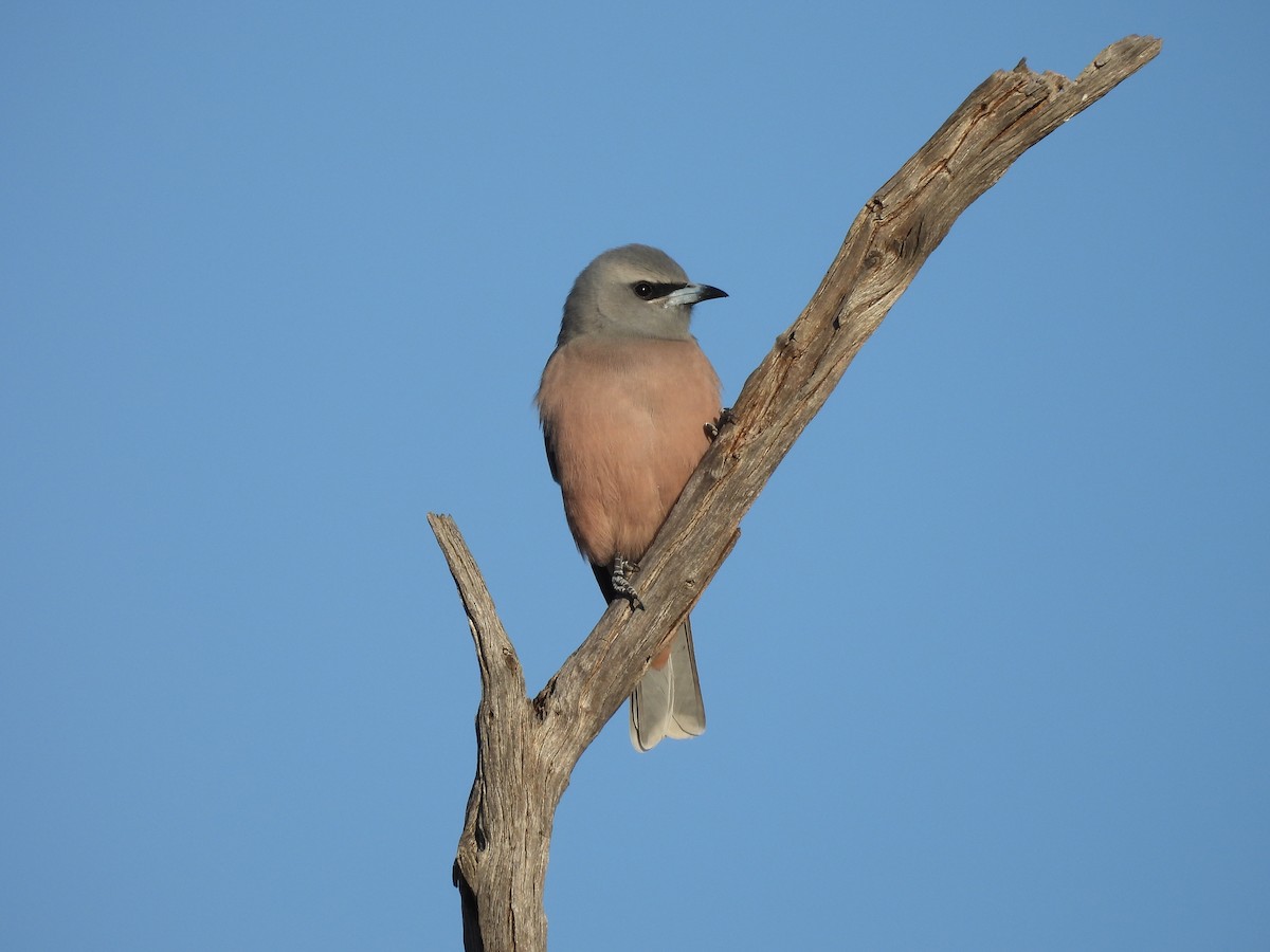 White-browed Woodswallow - ML617084758