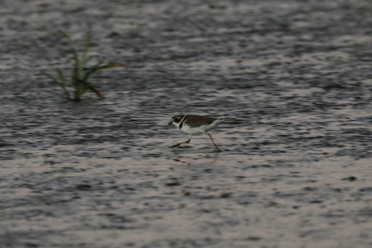 Semipalmated Plover - ML617084813
