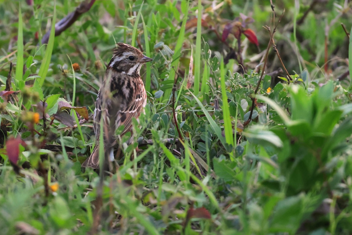 Taiwan Bird Atlas Checklist - 2 Apr 2024 - 馬祖--東引運動場(Matsu--Dongyin ...