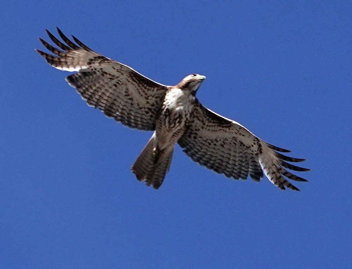 Red-tailed Hawk - ML617084980