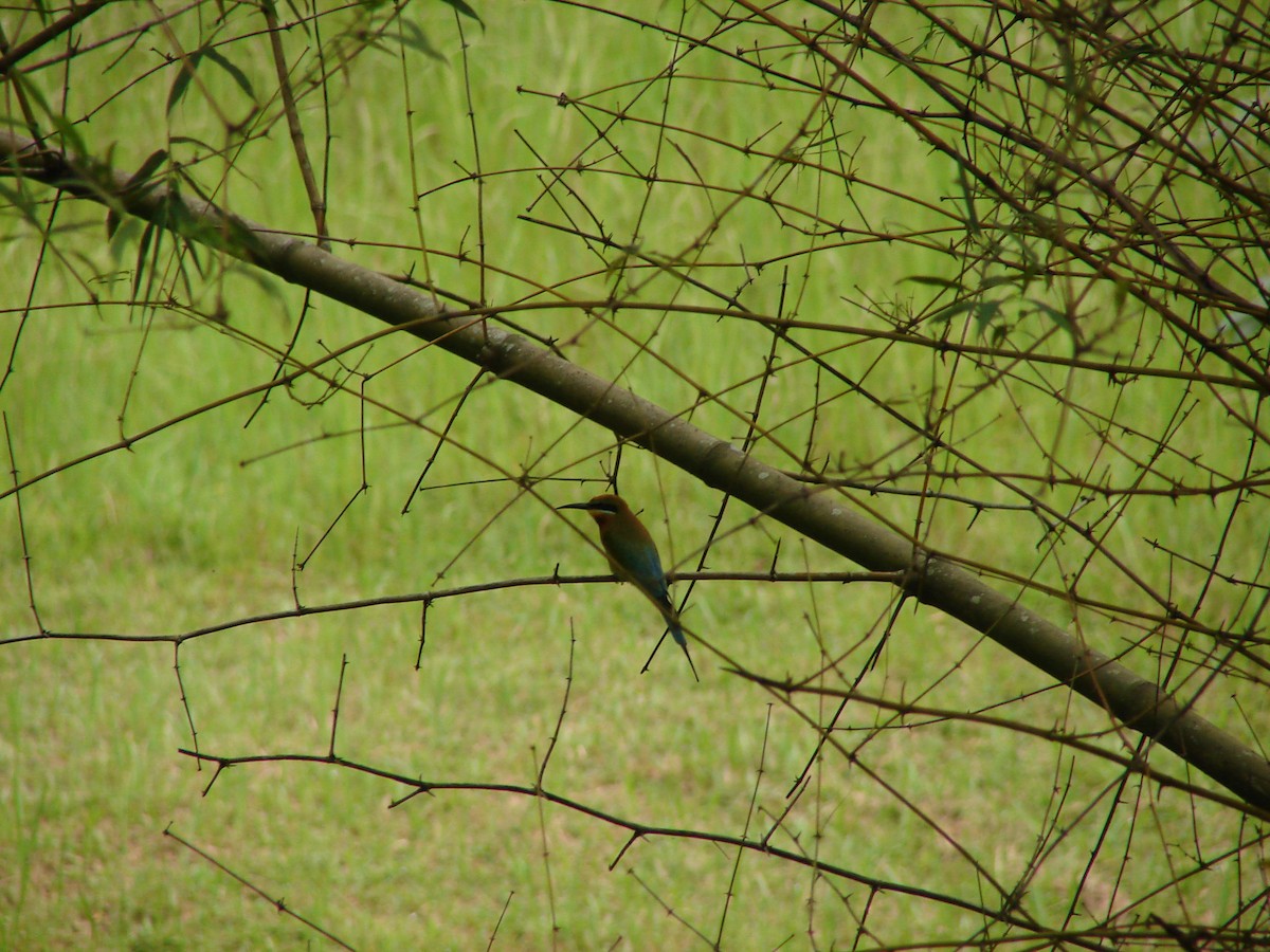 Blue-tailed Bee-eater - ML617085054