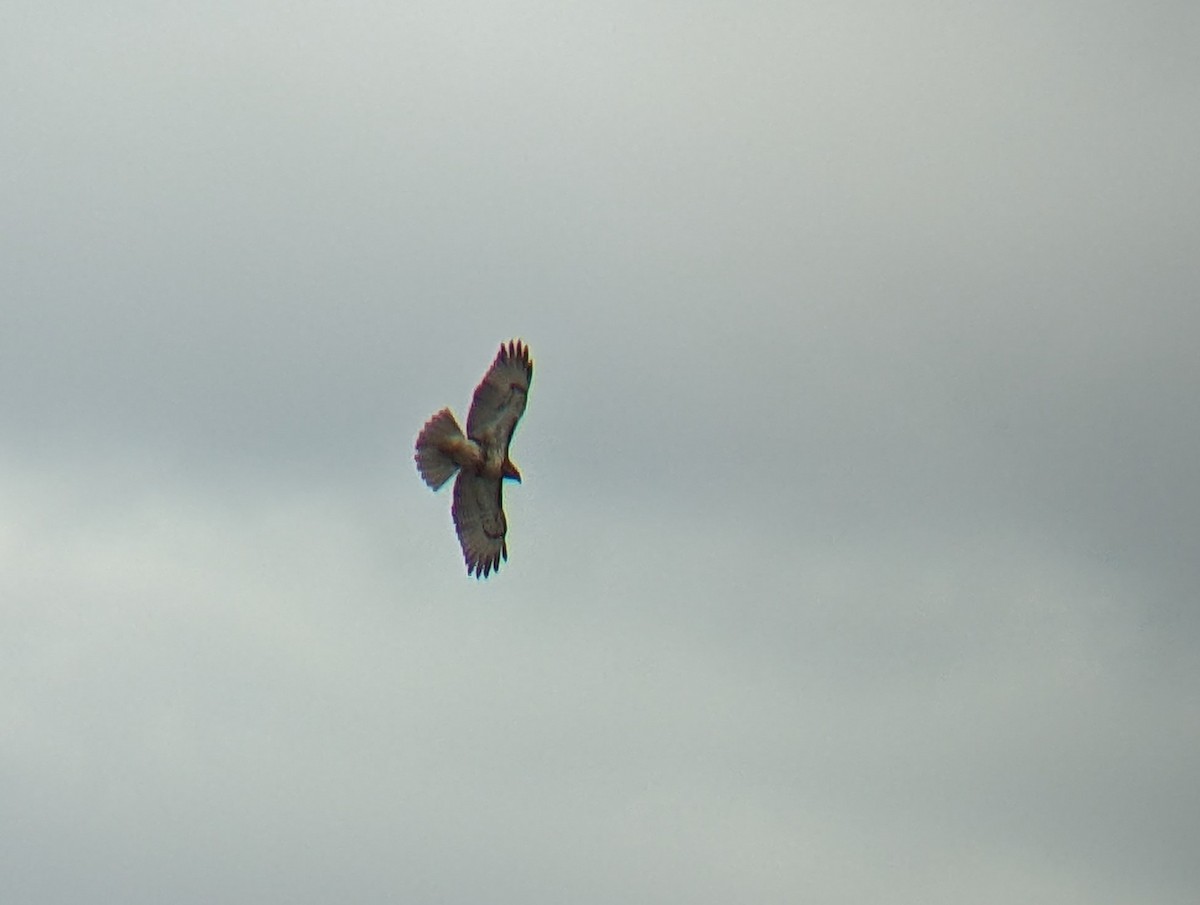 Red-tailed Hawk (abieticola) - ML617085070