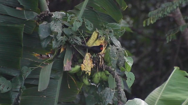 Puerto Rican Bullfinch - ML617085085