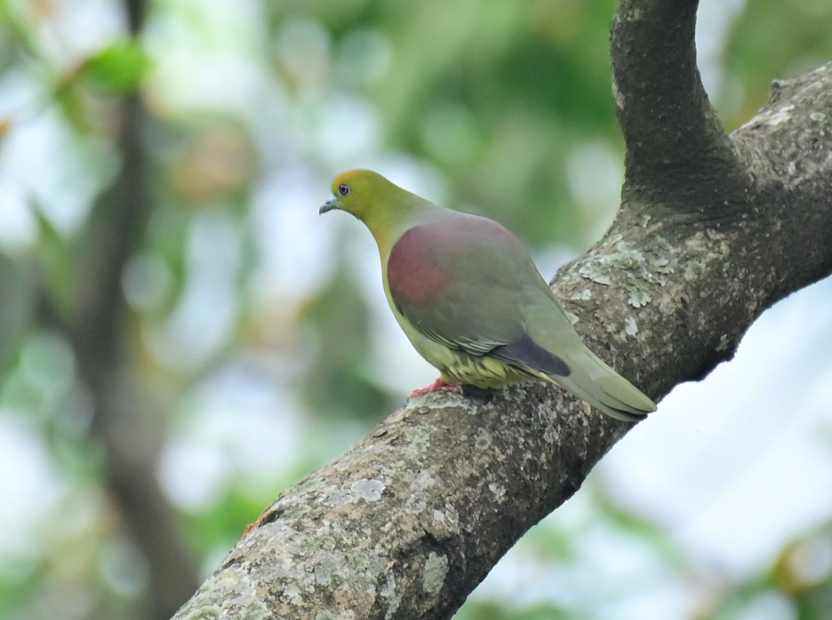 Wedge-tailed Green-Pigeon - ML617085086