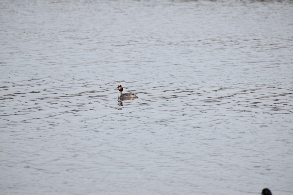 Great Crested Grebe - ML617085146
