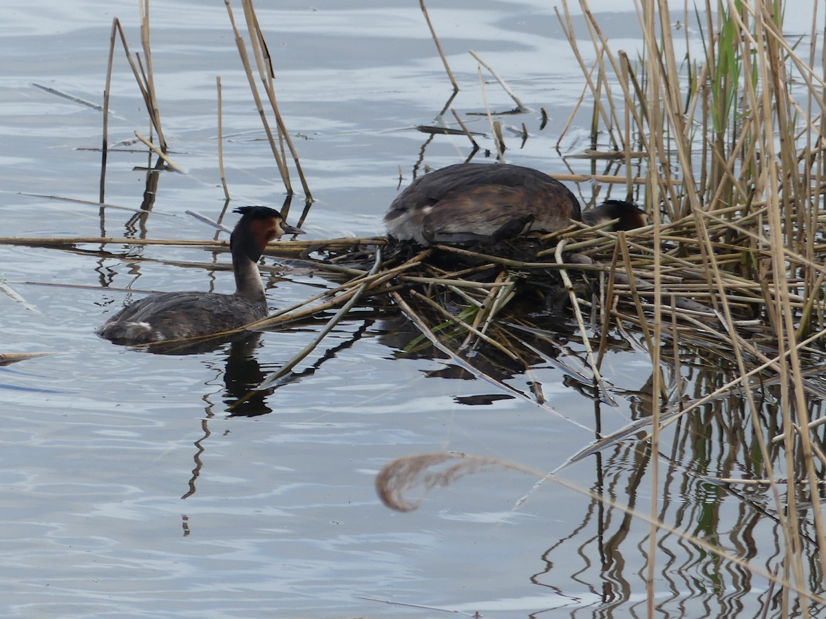 Great Crested Grebe - ML617085177
