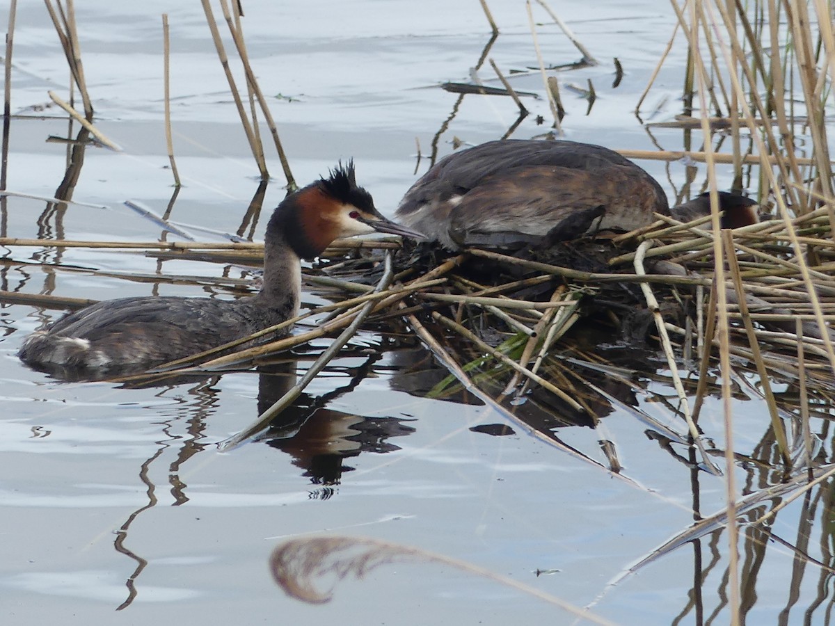 Great Crested Grebe - ML617085178