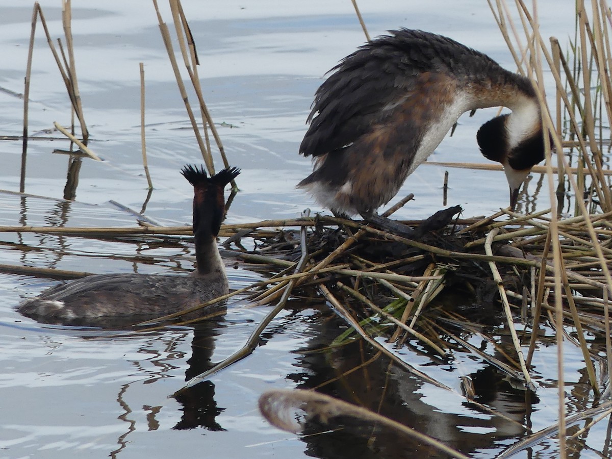 Great Crested Grebe - ML617085179