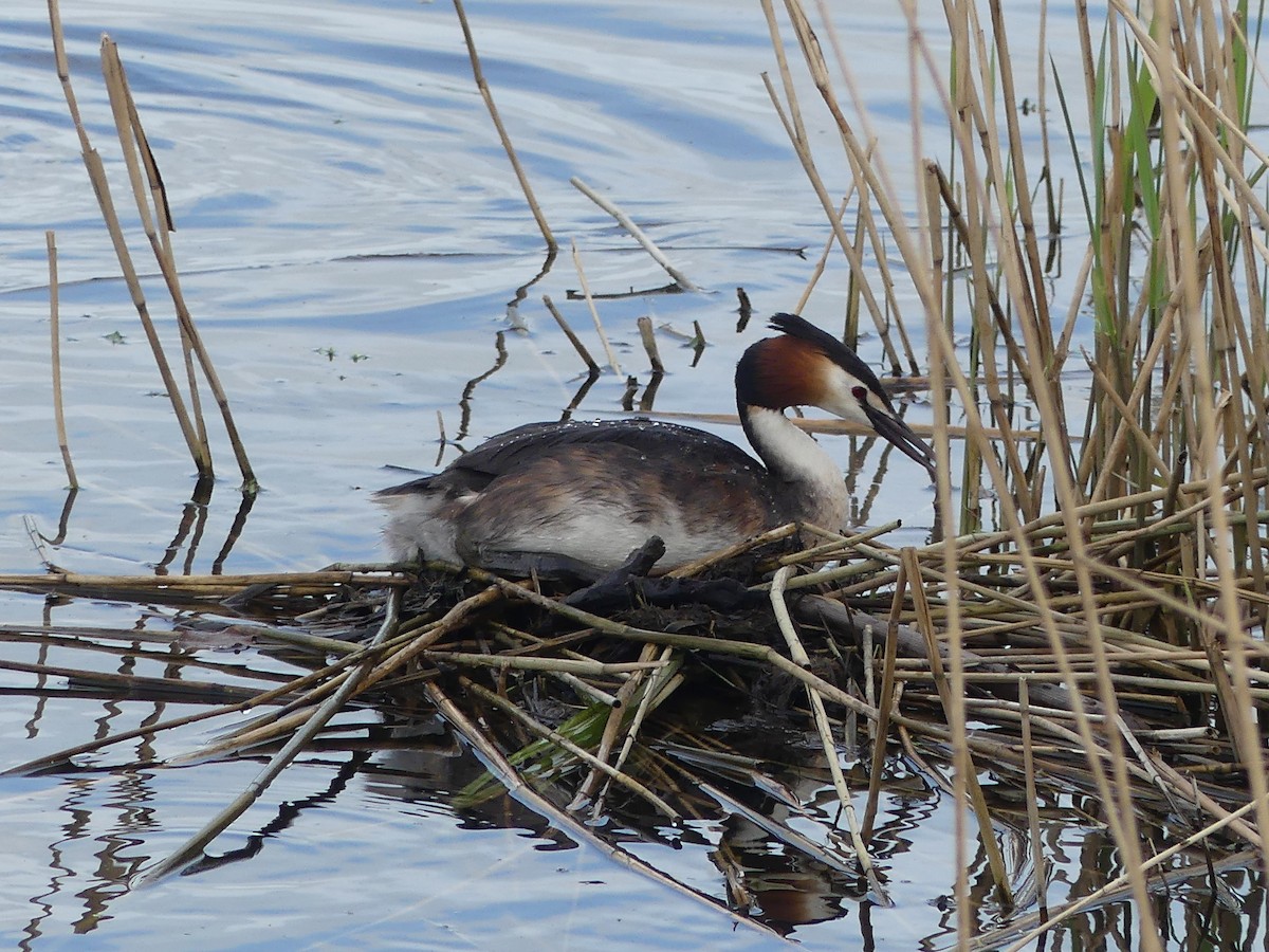 Great Crested Grebe - ML617085203