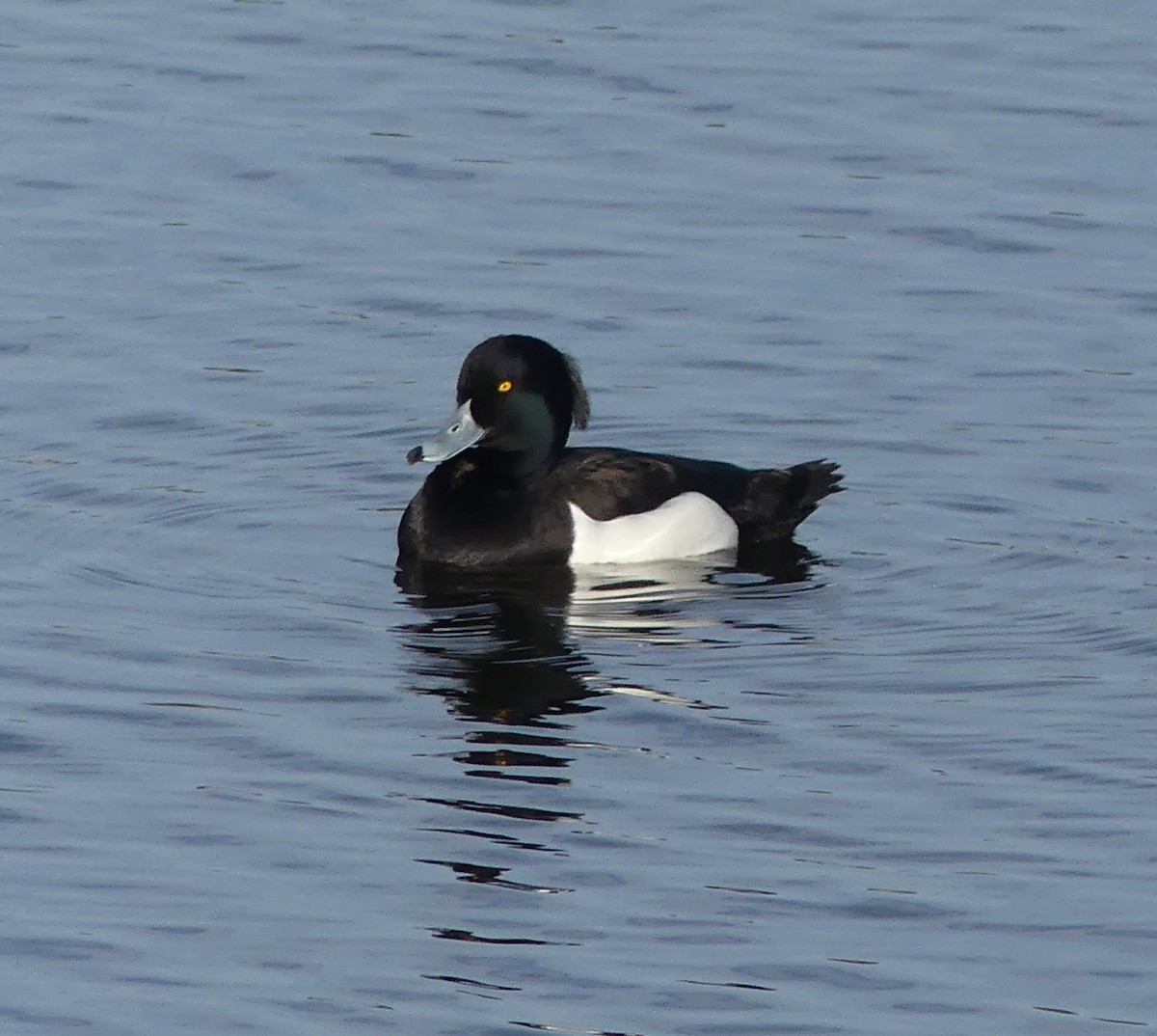 Tufted Duck - ML617085235