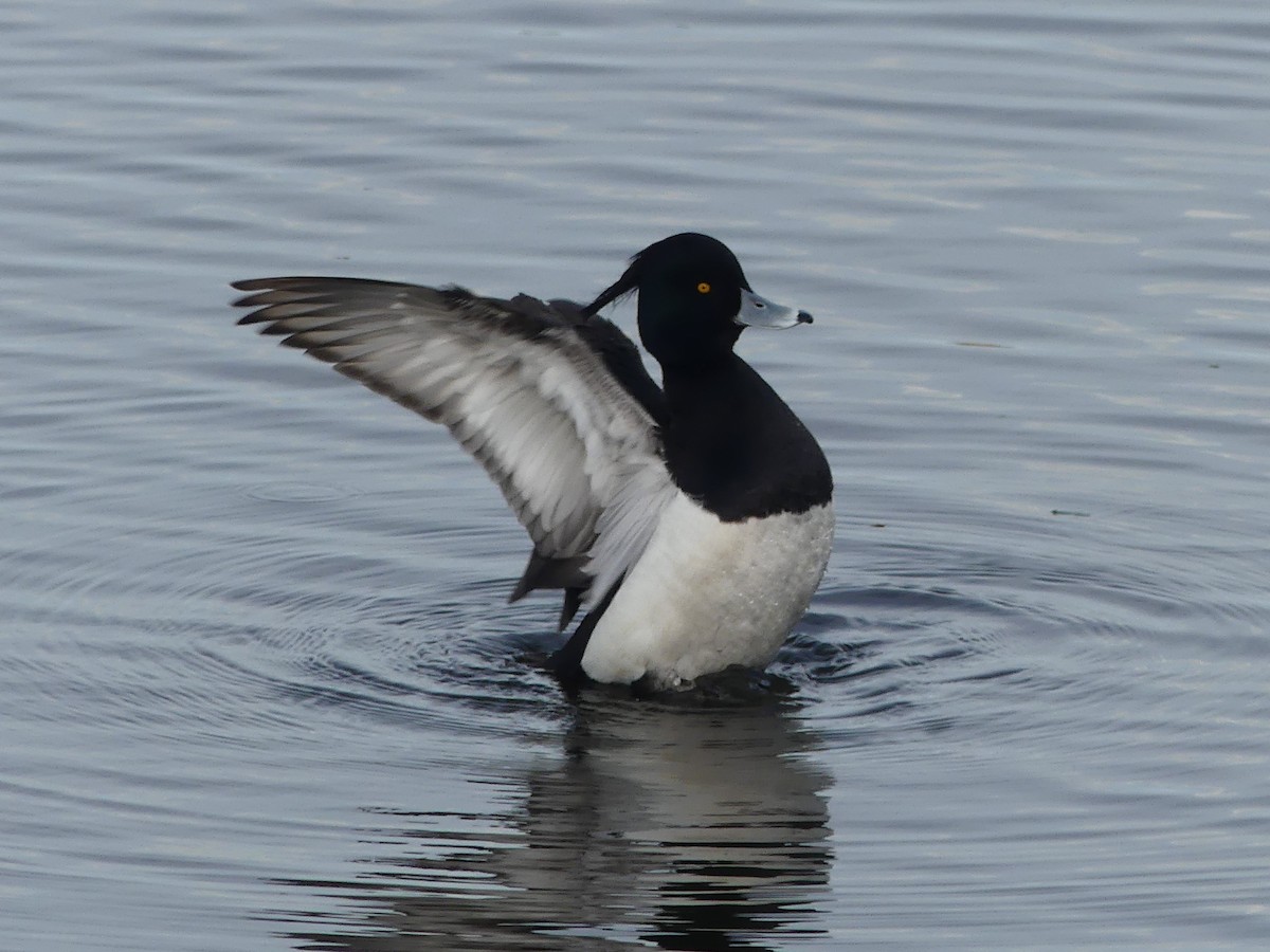 Tufted Duck - ML617085236