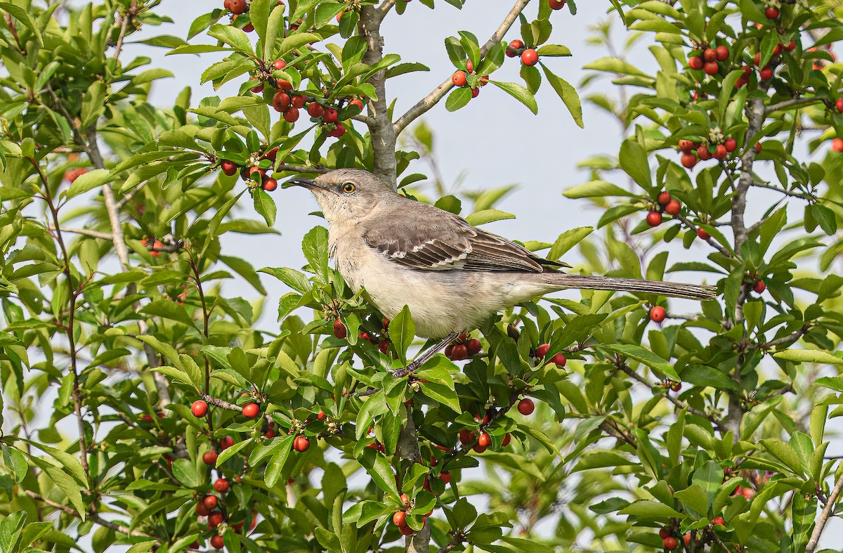 Northern Mockingbird - Bert Filemyr