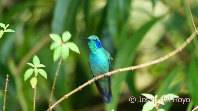 kolibřík modrouchý (ssp. cabanidis) - ML617085282