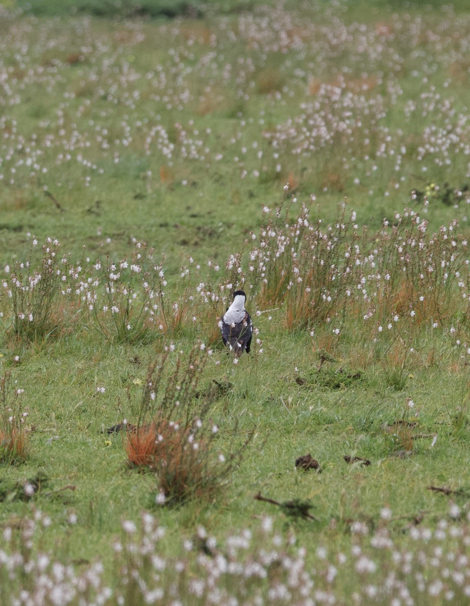 Australian Magpie (White-backed) - ML617085374