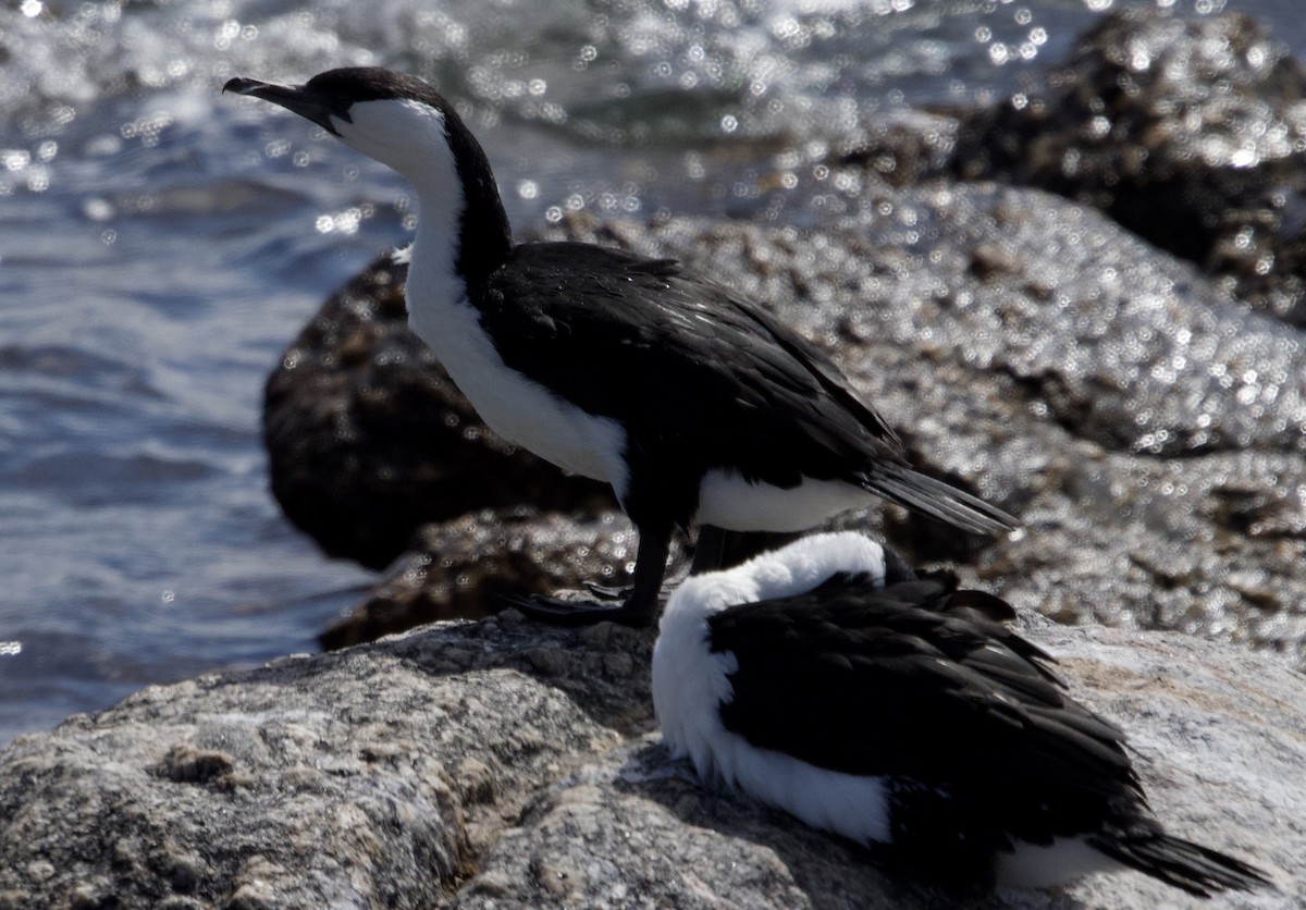 Black-faced Cormorant - ML617085378