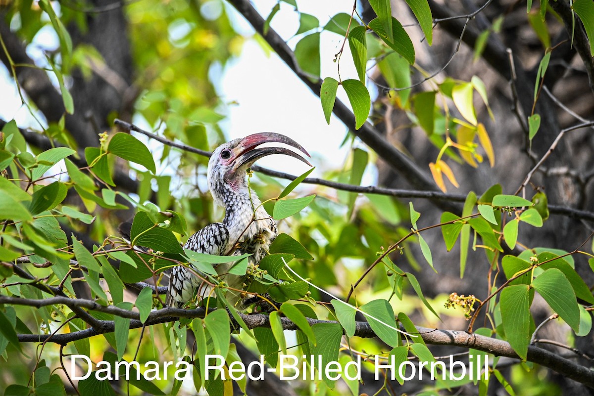 Damara Red-billed Hornbill - ML617085414