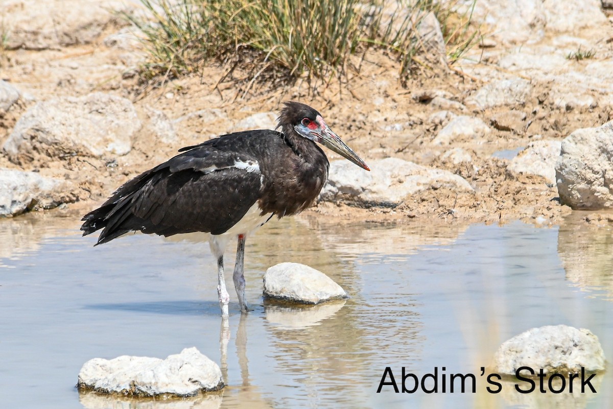 Abdim's Stork - ML617085468