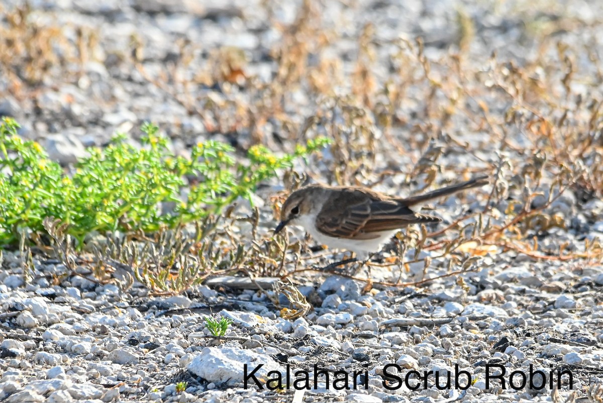 Kalahari Scrub-Robin - ML617085470