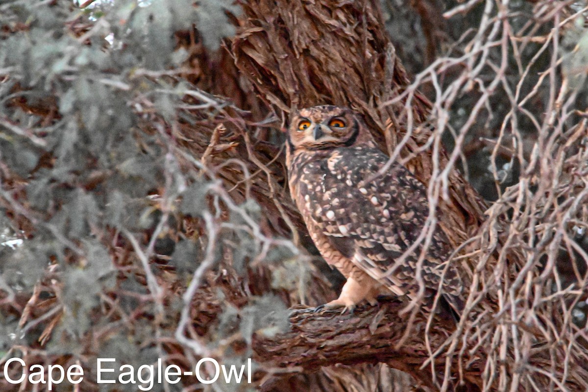Cape Eagle-Owl - ML617085580