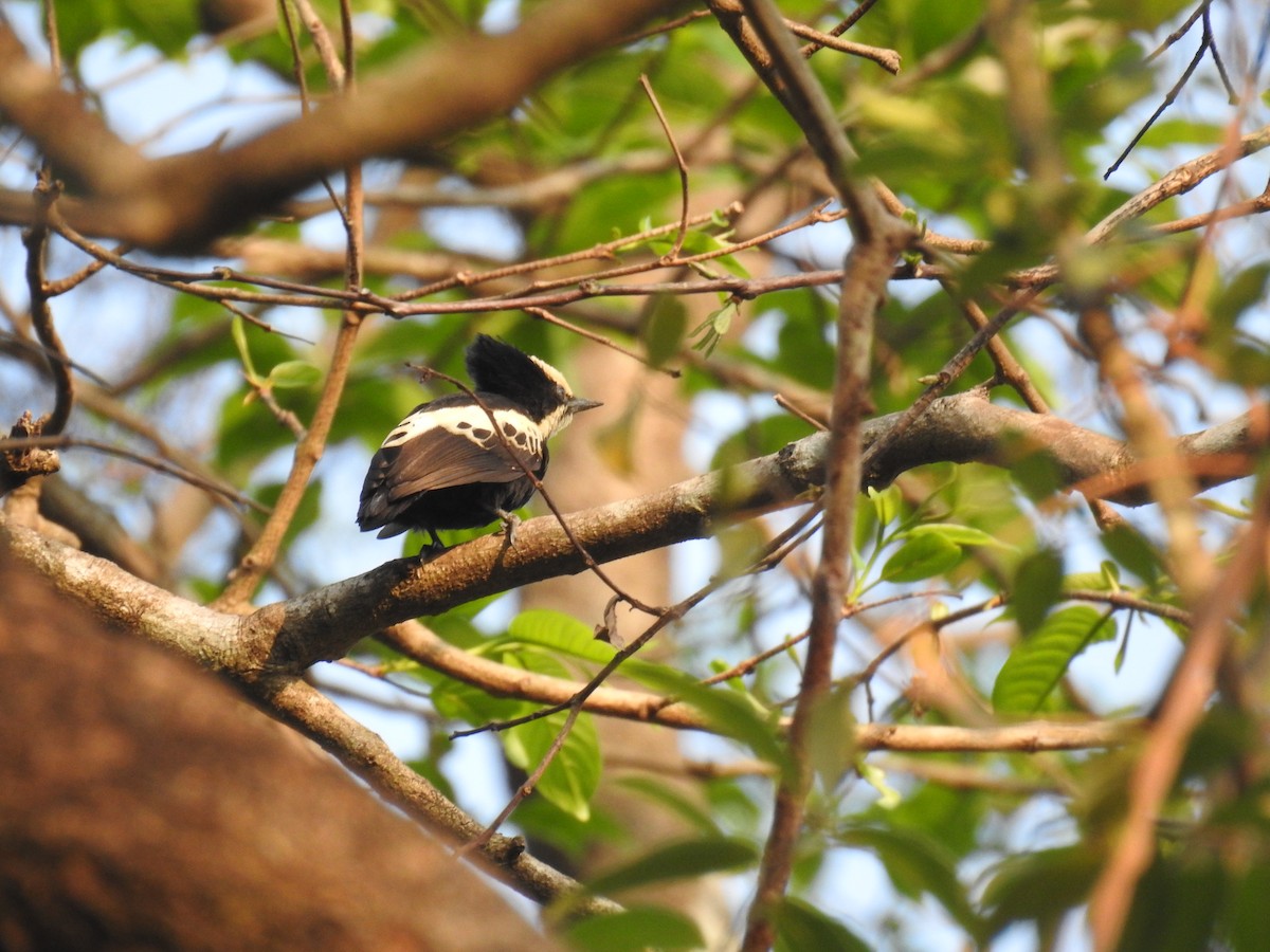 Heart-spotted Woodpecker - ML617085590