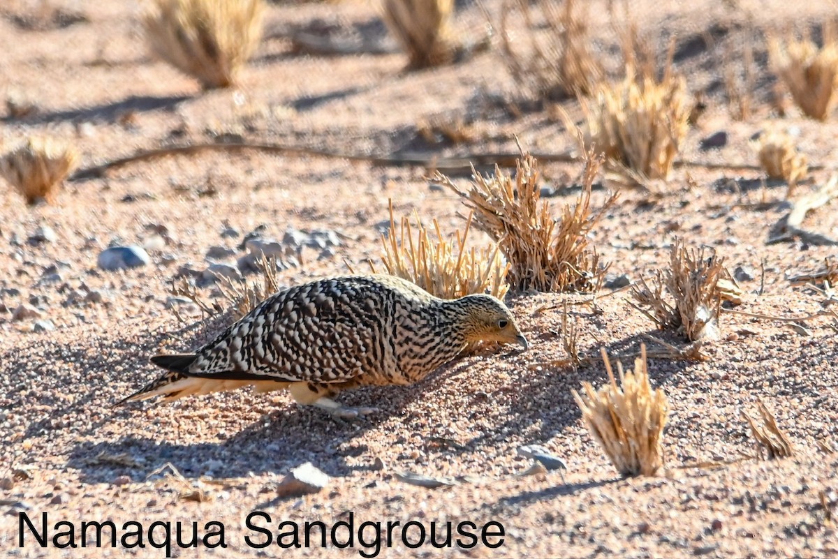Namaqua Sandgrouse - ML617085637