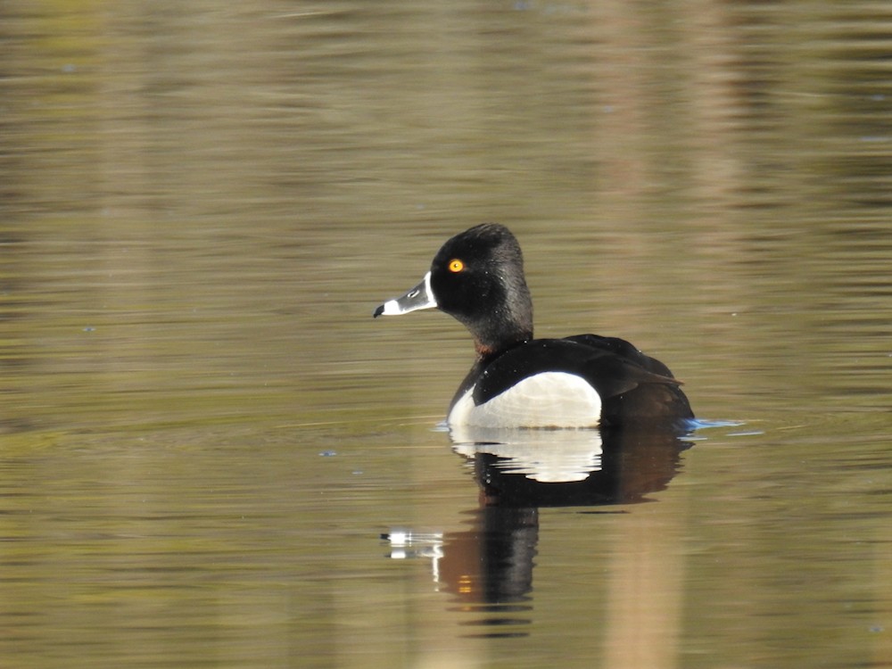 Ring-necked Duck - ML617085668