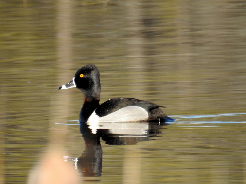 Ring-necked Duck - ML617085669