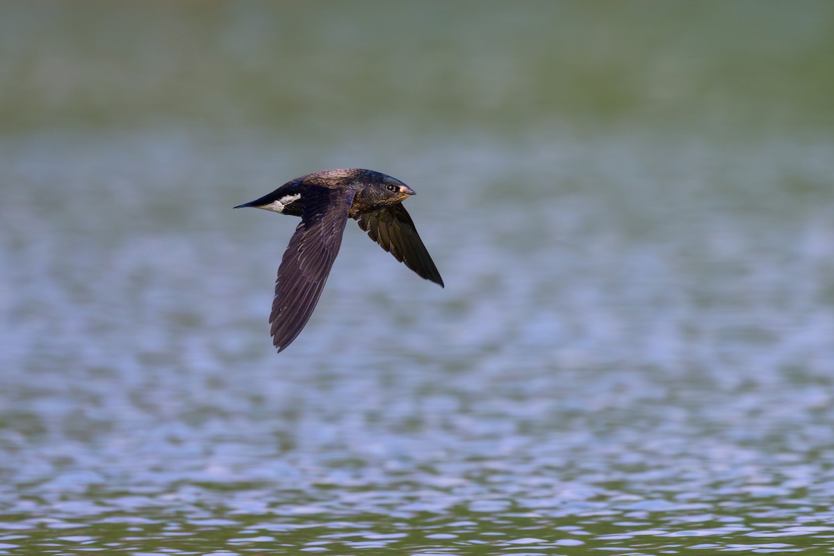 Brown-backed Needletail - ML617085734