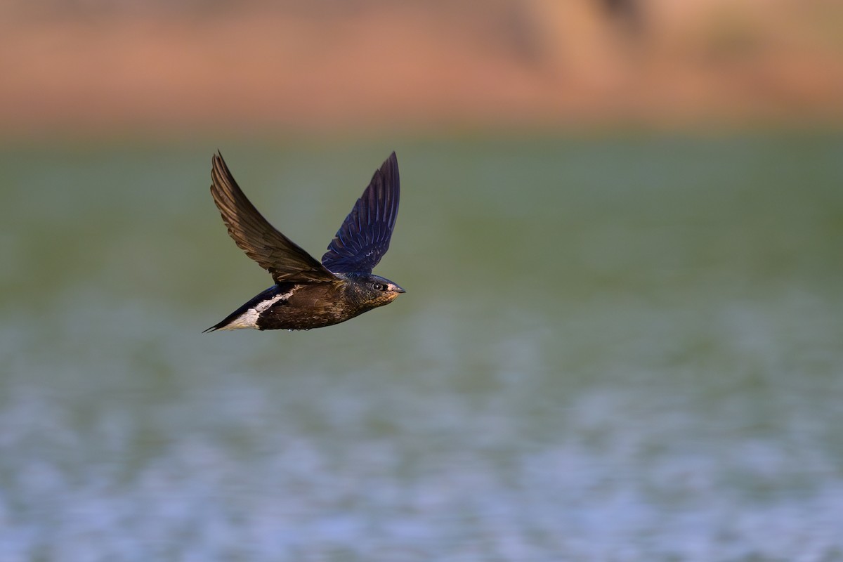 Brown-backed Needletail - ML617085735