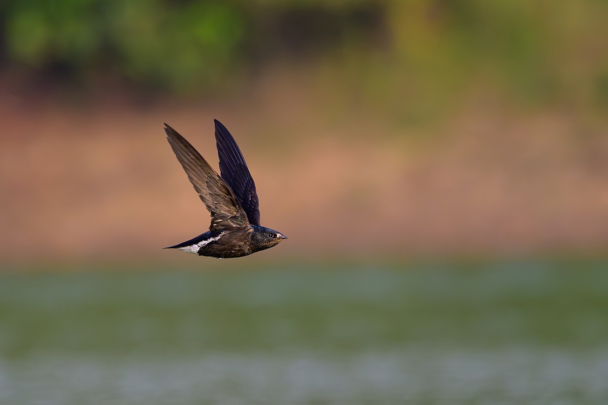 Brown-backed Needletail - ML617085736
