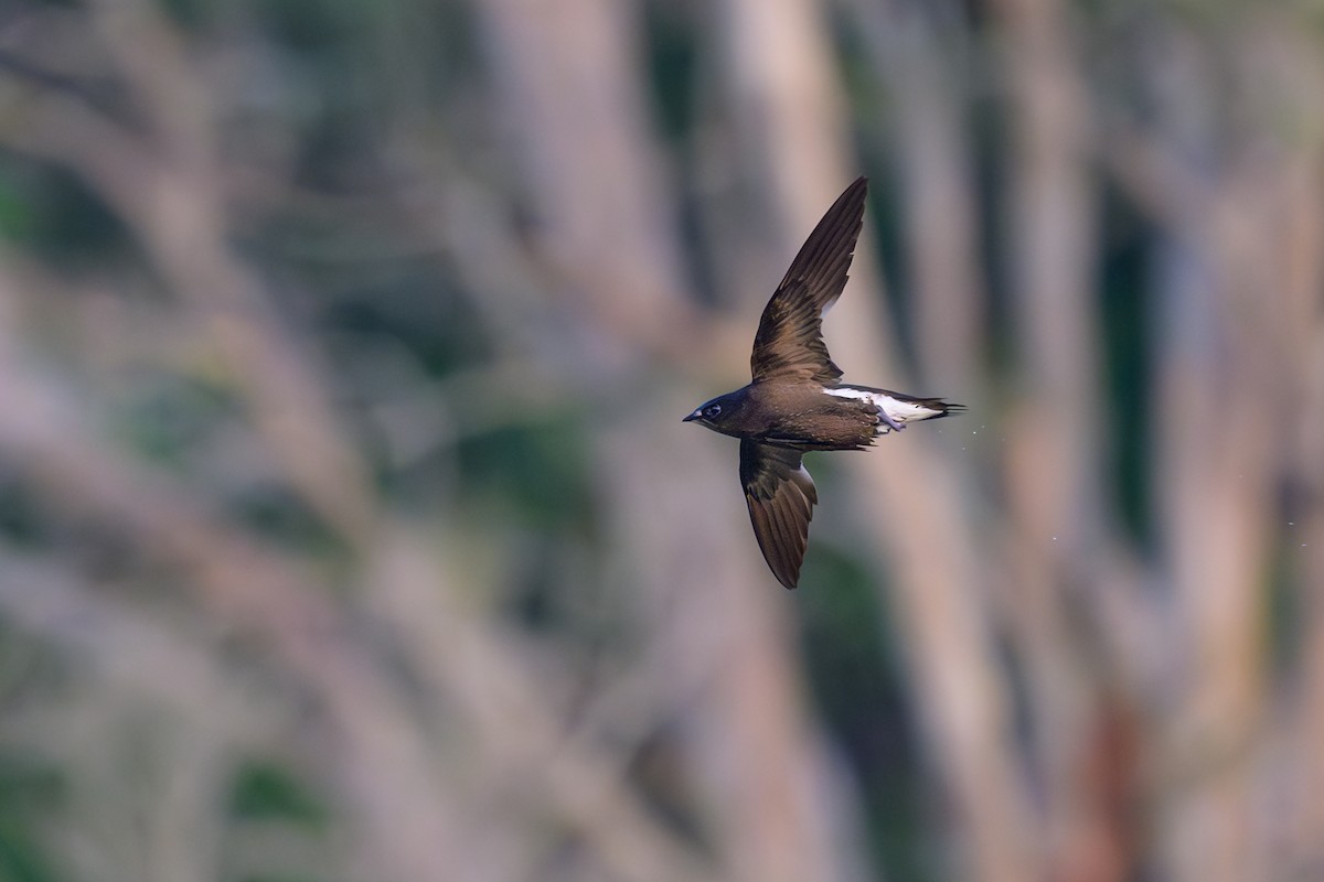 Brown-backed Needletail - ML617085745