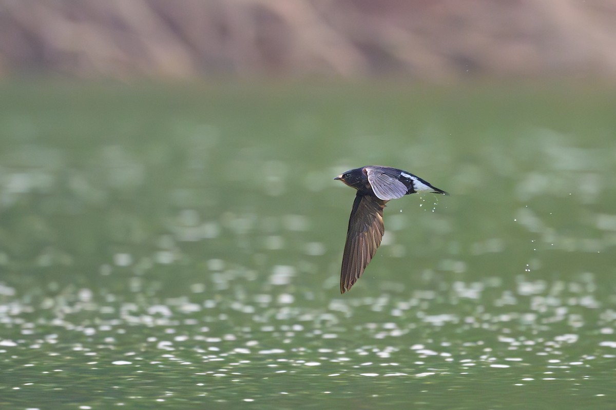 Brown-backed Needletail - ML617085752