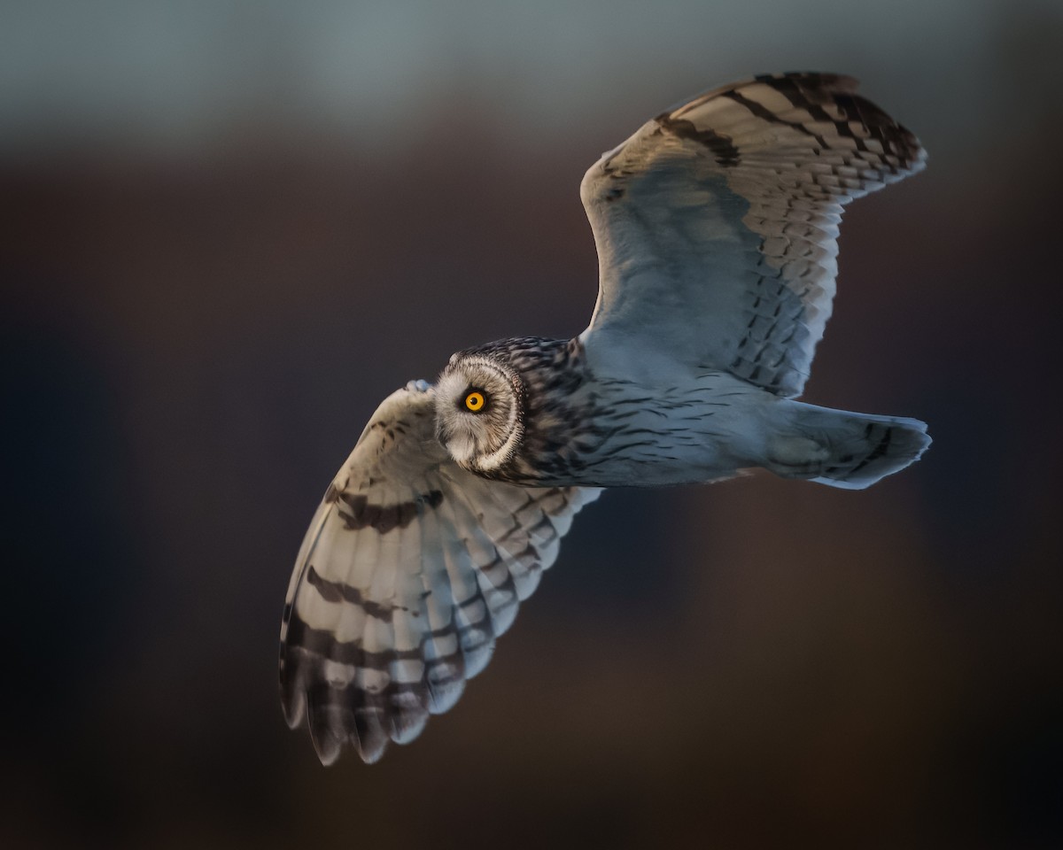 Short-eared Owl - ML617085776