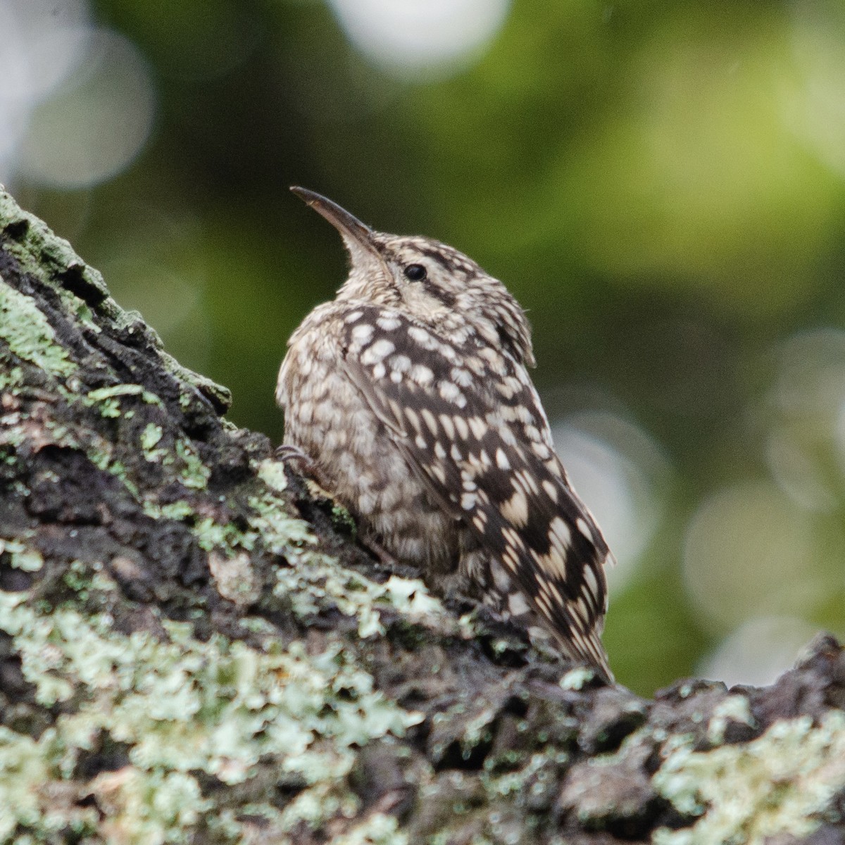 African Spotted Creeper - ML617085777
