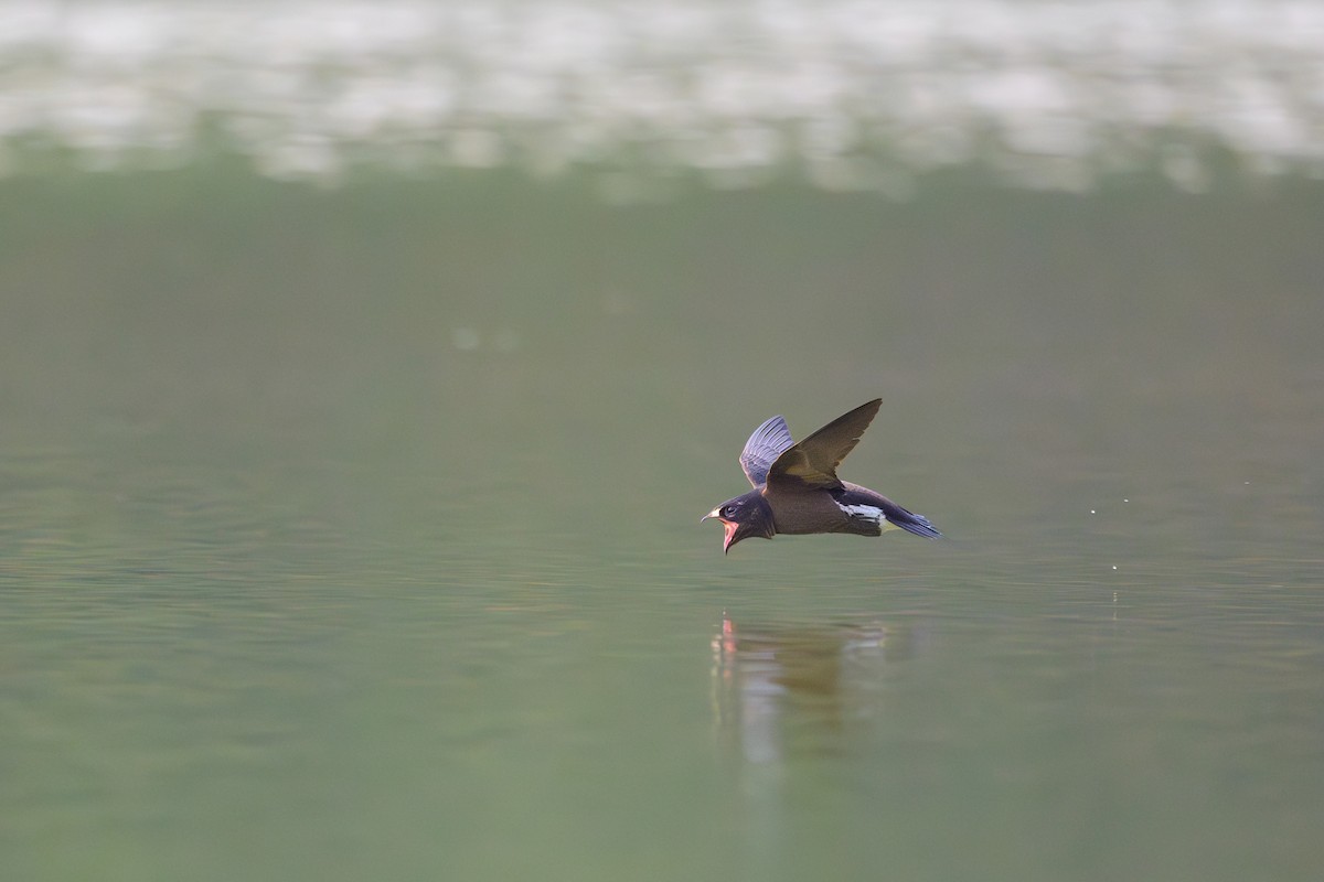 Brown-backed Needletail - ML617085780