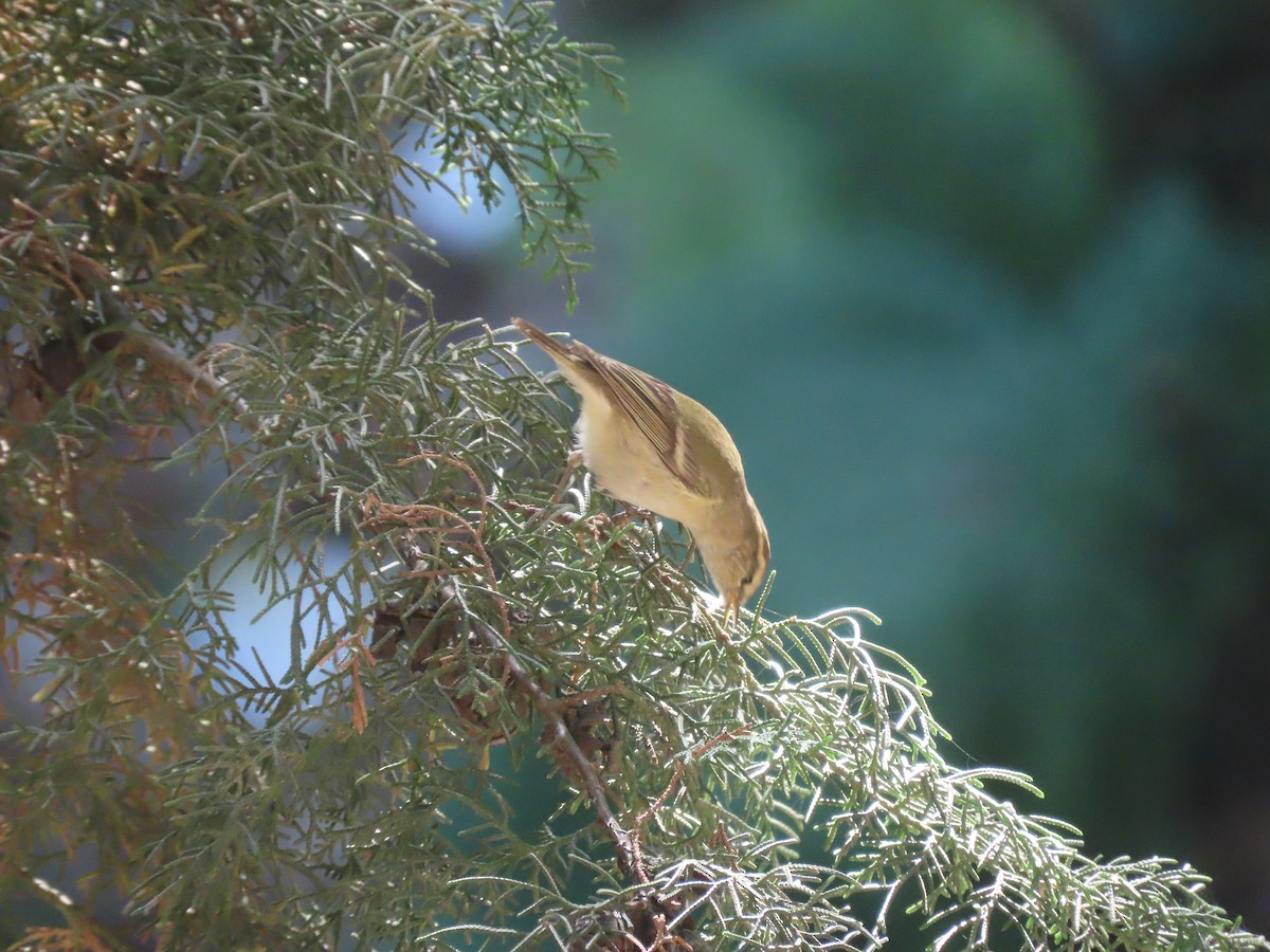 Hume's Warbler - ML617085789