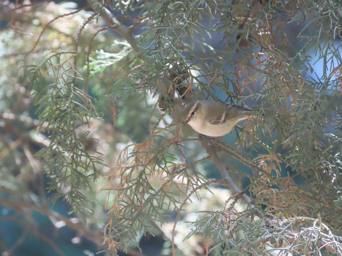 Hume's Warbler - ML617085790