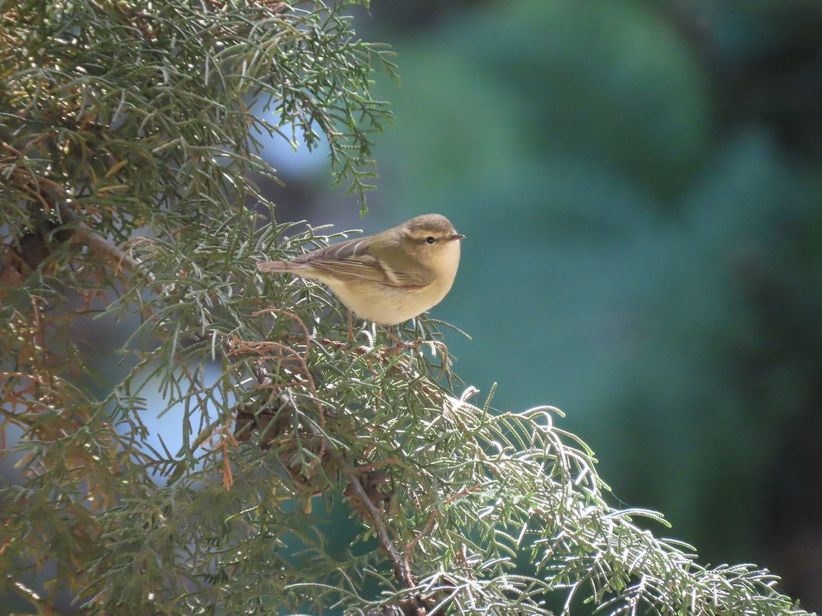 Hume's Warbler - ML617085791