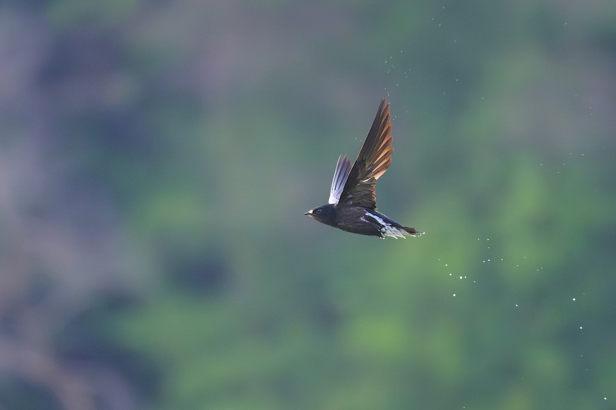 Brown-backed Needletail - ML617085792