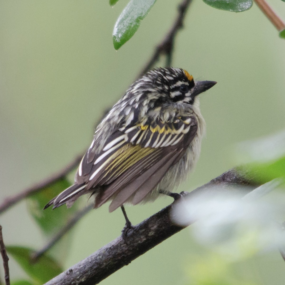 Yellow-fronted Tinkerbird - Duwan Botha