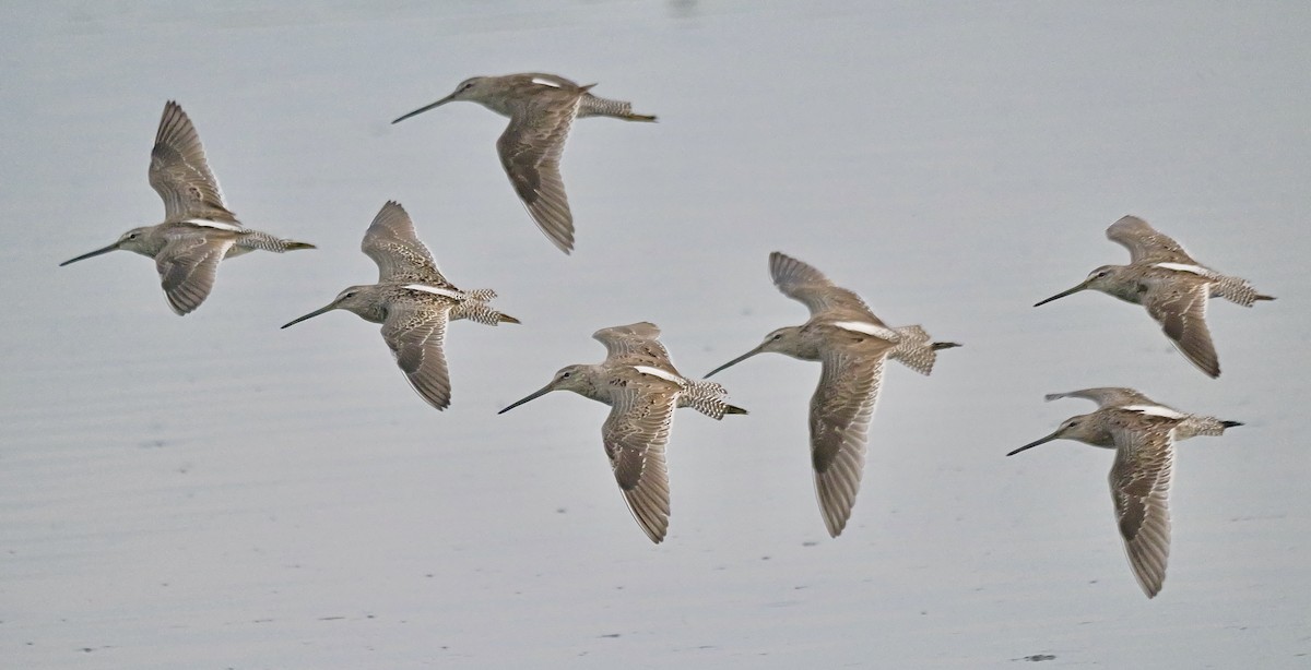 Long-billed Dowitcher - ML617085850