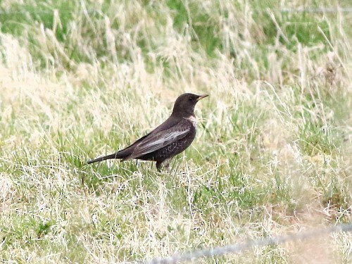 Ring Ouzel (Northern) - ML617085870