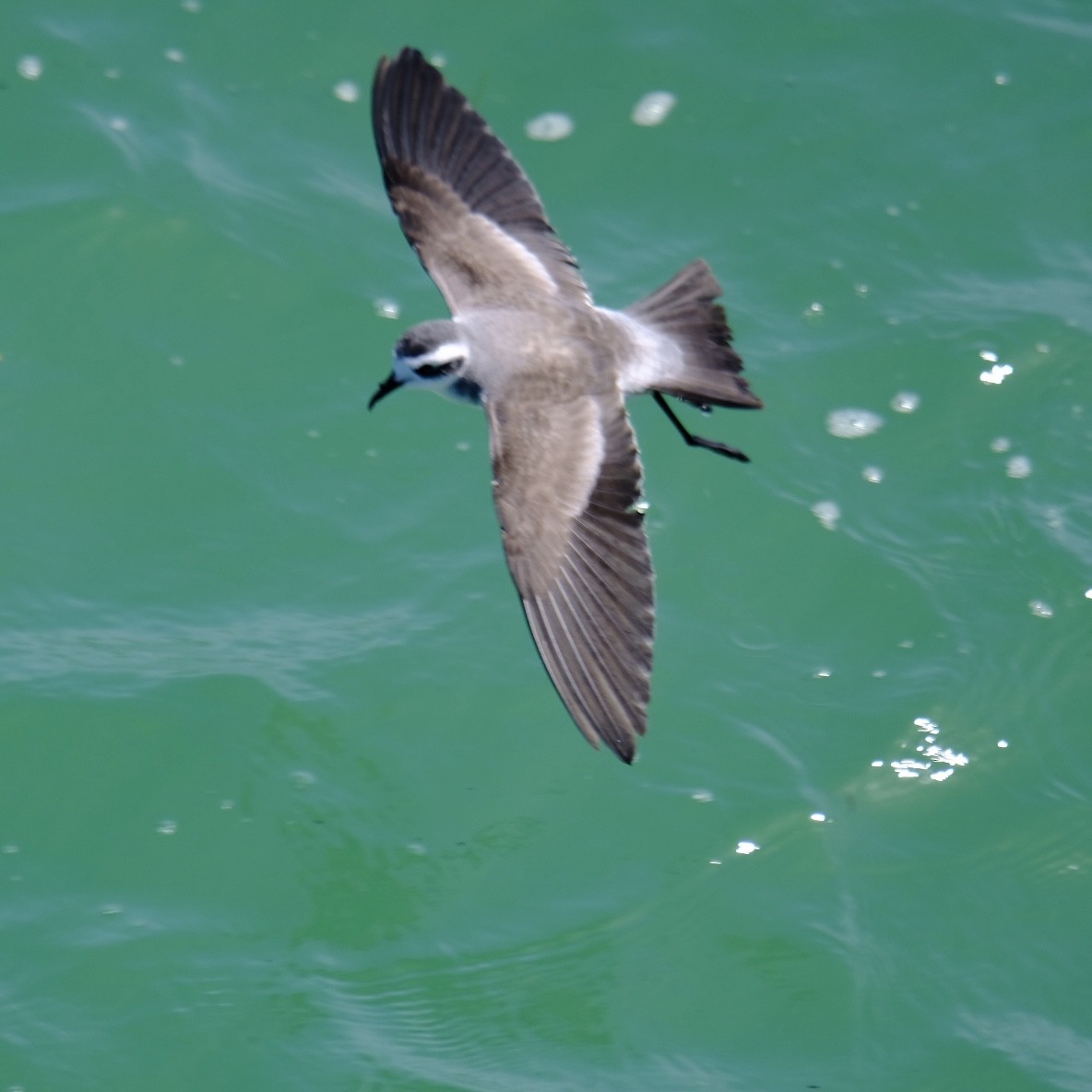 White-faced Storm-Petrel - ML617085922