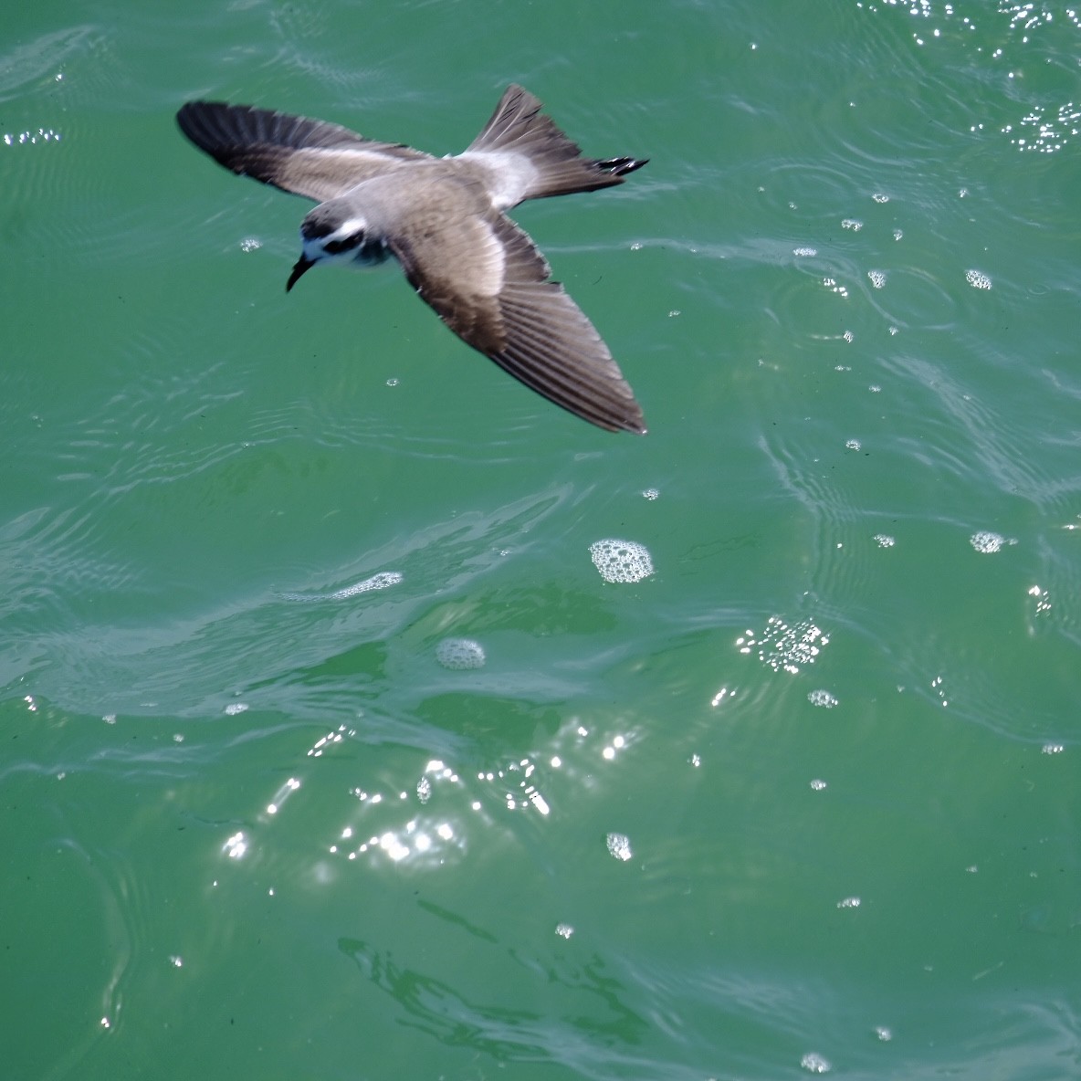 White-faced Storm-Petrel - ML617085923