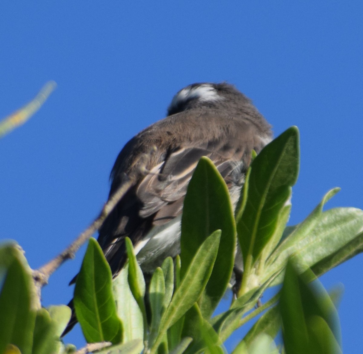 White-browed Chat-Tyrant - ML617085967