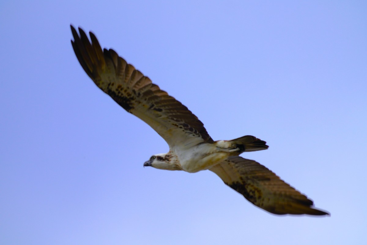 Águila Pescadora (Australia) - ML617086036