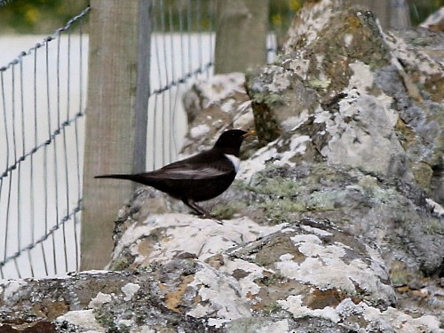 Ring Ouzel (Northern) - ML617086084